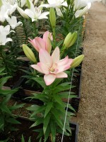 [5697 DJ LA-08 No01.JPG]